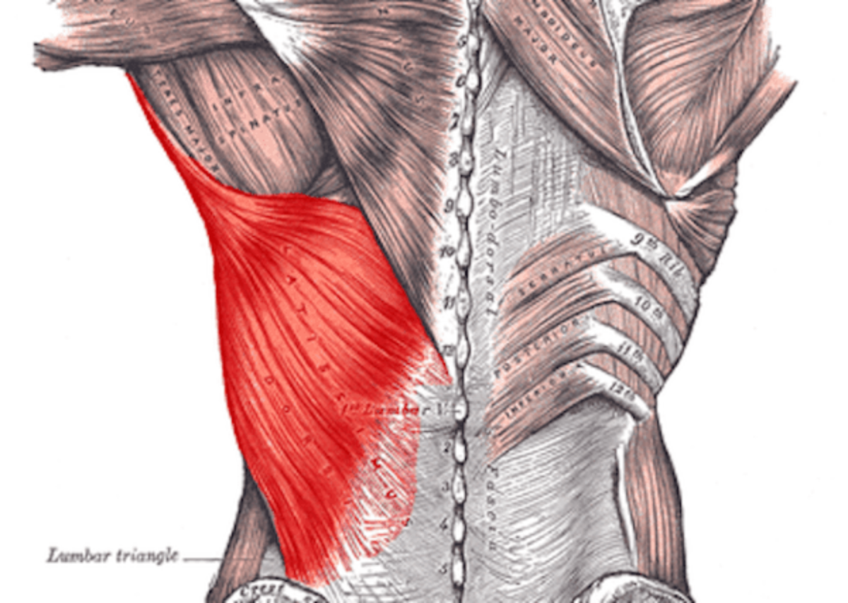 Latissimus dorsi tendon transfer are effective long-term | 2 ...